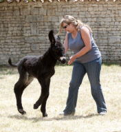 Rare Baudet de Poitou dreadlocked donkey learns to walk, Charente, France - 04 Jun 2011