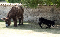 Rare Baudet de Poitou dreadlocked donkey learns to walk, Charente, France - 04 Jun 2011