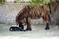 Rare Baudet de Poitou dreadlocked donkey learns to walk, Charente, France - 04 Jun 2011