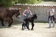 Rare Baudet de Poitou dreadlocked donkey learns to walk, Charente, France - 04 Jun 2011