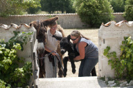 Rare Baudet de Poitou dreadlocked donkey learns to walk, Charente, France - 04 Jun 2011