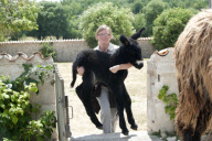 Rare Baudet de Poitou dreadlocked donkey learns to walk, Charente, France - 04 Jun 2011