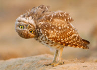 An inquisitive Owl in Colorado, America - 05 Jun 2011
