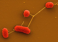 GERMANY-E. COLI-OUTBREAK