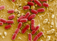 GERMANY-E. COLI-OUTBREAK