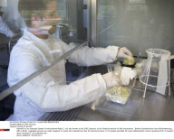 BERLIN: EHEC bacteria