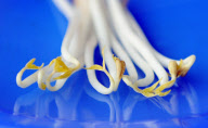 GERMANY-E.COLI OUTBREAK-BEAN SPROUTS