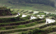 #CHINA-RICE PLANTING-TERRACE (CN)
