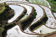 #CHINA-RICE PLANTING-TERRACE (CN)