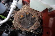 Blackbird makes nest under bonnet of car next to engine, Porthcawl, Wales - 09 Jun 2011