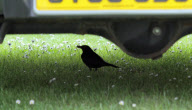 Blackbird makes nest under bonnet of car next to engine, Porthcawl, Wales - 09 Jun 2011