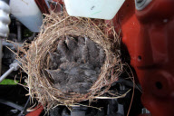 Blackbird makes nest under bonnet of car next to engine, Porthcawl, Wales - 09 Jun 2011