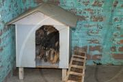 Amazing Dog Town In Brazil