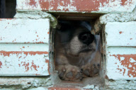 Amazing Dog Town In Brazil