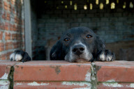 Amazing Dog Town In Brazil