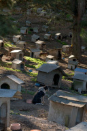 Amazing Dog Town In Brazil
