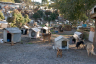 Amazing Dog Town In Brazil