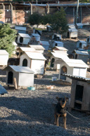 Amazing Dog Town In Brazil