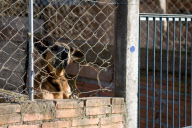 Amazing Dog Town In Brazil