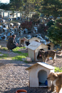 Die Hunde-Stadt: Die Tierschutzorganisation -Amiga dos Animais- hat im brasilianischen Caxias do Sul ein einmaliges Tierheim eingerichtet