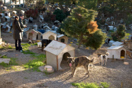 Die Hunde-Stadt: Die Tierschutzorganisation -Amiga dos Animais- hat im brasilianischen Caxias do Sul ein einmaliges Tierheim eingerichtet