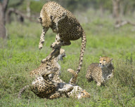 Cheetah leaps 4ft in the air during a fight in Ngorongoro Crater Conservation Area, Tanzania, Africa - 24 Mar 2011