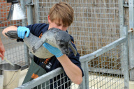 Seehund Aufzucht in der Seehundstation Norden-Norddeich