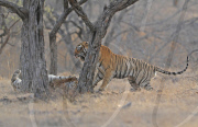 Wild Tigers Fighting Over a Kill, Ranthambhore National Park, Rajasthan, India - 14 Jun 2011