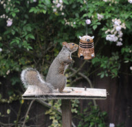 Squirrel eats peanuts from a Dr Who Dalek-shaped feeder, Dibden Purlieu, Hampshire, Britain - 15 Jun 2011