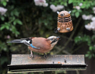 Squirrel eats peanuts from a Dr Who Dalek-shaped feeder, Dibden Purlieu, Hampshire, Britain - 15 Jun 2011