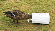 A Mallard duck looks for a quick snack on Abingdon Green in Westminster, London, Britain - 06 Jun 2011
