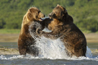 Grizzly Bears Hunting for fish, Alaska