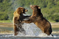 Grizzly Bears Hunting for fish, Alaska