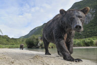 The Family Life of Grizzly Bears, Katmai, Alaska