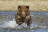 The Family Life of Grizzly Bears, Katmai, Alaska