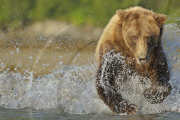 Grizzly Bears Hunting for fish, Alaska