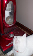 Mouse gets sucked up in vacuum cleaner, Hellesdon, Norwich, Britain - 29 Jun 2011