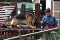 BELGIUM-WORLD CHAMPIONSHIP FOR RESCUE DOGS