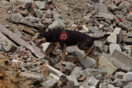 BELGIUM-WORLD CHAMPIONSHIP FOR RESCUE DOGS