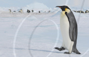 2006-10-13: Ein Kaiserpinguin marschiert auf dem antarktischen Packeis; im Hintergrund zu sehen sind kleine Eisberge und weitere Tiere derselben Kolonie (Snow Hill Island, Antarktis).