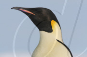 2006-10-13: Kaiserpinguin