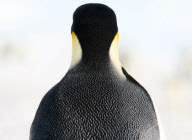2006-10-13: RŸckenansicht eines Kaiserpinguins