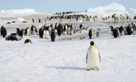 2006-10-13: Kaiserpinguinkolonie in der Antarktis (bei Snow Hill Island) mit WŠchter. Die gesamte Kolonie umfasst etwa 2'000 Brutpaare.
