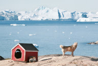 2008-07-31: Ein Schlittenhund (daneben seine HundehŸtte) am Eisfjord von Ilulissat (Gršnland).
