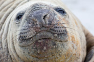 2009-02-16: SŸdlicher See-Elefant (Bulle), aufgenommen auf Sea Lion Island (Falklandinseln). Der SŸdliche See-Elefant ist die gršsste Robbenart der Welt. Die Bullen kšnnen bis zu sechseinhalb Meter gross und dreieinhalb Tonnen schwer werden (eine Kuh r