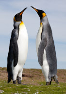 2009-02-19: Zwei Kšnigspinguine, aufgenommen beim Volunteer Point (Falklandinseln).