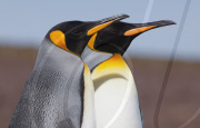 2009-02-19: Zwei Kšnigspinguine, aufgenommen beim Volunteer Point (Falklandinseln).