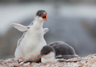 2009-02-28: Zwei junge Eselspinguine, wohl etwa zwei Monate alt, aufgenommen beim Jougla Point (Wiencke Island, Antarktis). 