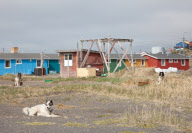 2009-06-20: Schlittenhunde in Qeqertarsuaq (Gršnland). Der Ort liegt im SŸden der  Disko-Insel ("grosse Insel"). Die Disko-Insel ist die gršsste Insel an der gršnlŠndischen KŸste. - Qeqertarsuaq wurde 1773 vom WalfŠnger Svend Sandgreen gegrŸndet. D