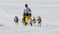 2011-02-06: 28. Internationales Schlittenhunderennen in Student (Schweiz). Brigitte Fischer (Startnummer 24) mit ihrem Gespann (Siberian Huskies). Sie erreichte den 8. Rang in der Kategorie B1.